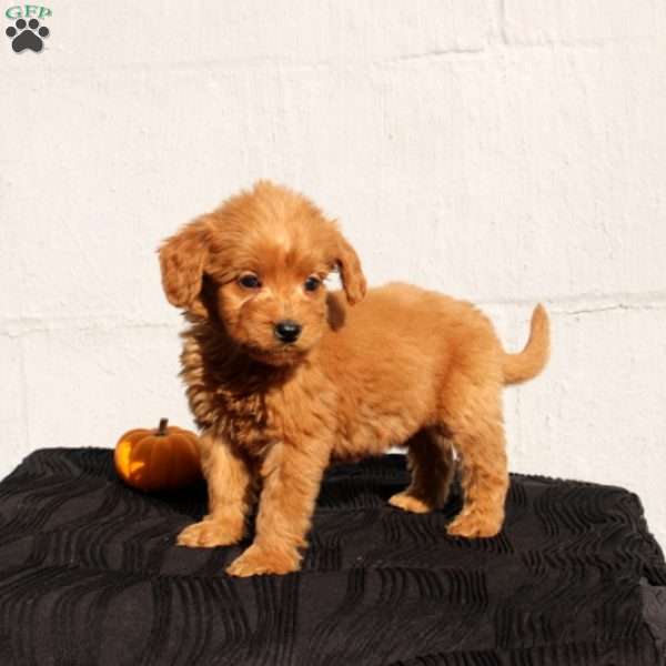 Vanya, Mini Goldendoodle Puppy